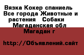 Вязка Кокер спаниель - Все города Животные и растения » Собаки   . Магаданская обл.,Магадан г.